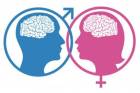 male-female-brain